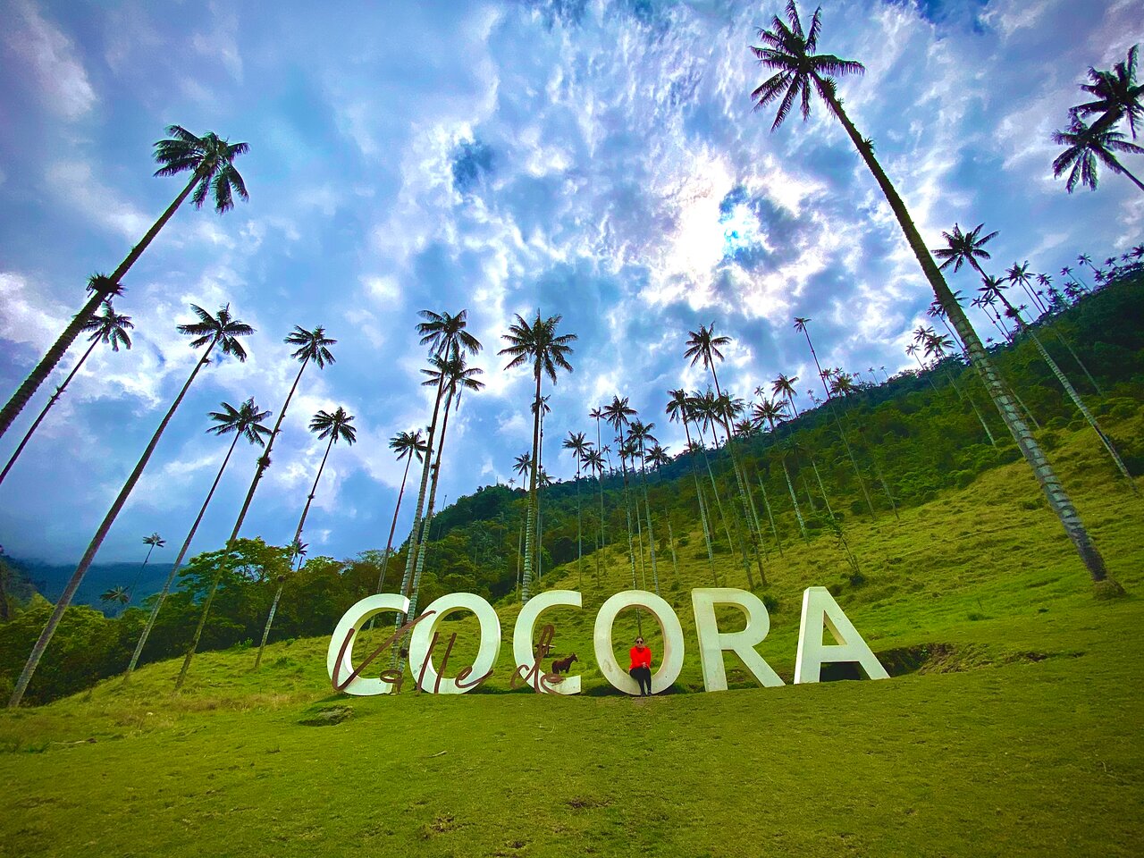 Valle del Cocora Quindío